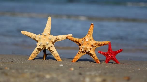 三个在海滩上的海星 — 图库视频影像