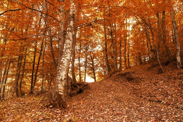 Sonbahar ormanı — Stok fotoğraf