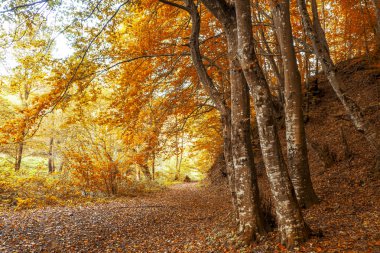 Orman yolu ile yaprakları sonbaharda kaplı.