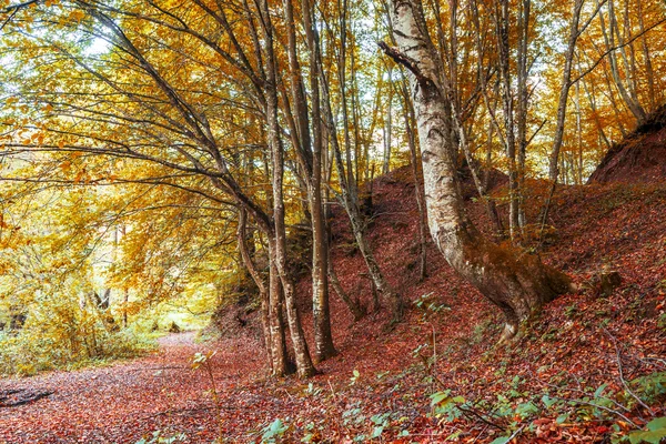 Красивая осень в лесу — стоковое фото
