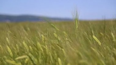 Kulakları buğday buğday alanında