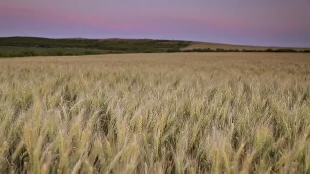 Campo de trigo sopla en el viento — Vídeo de stock