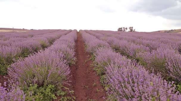 Campo de lavanda — Vídeos de Stock