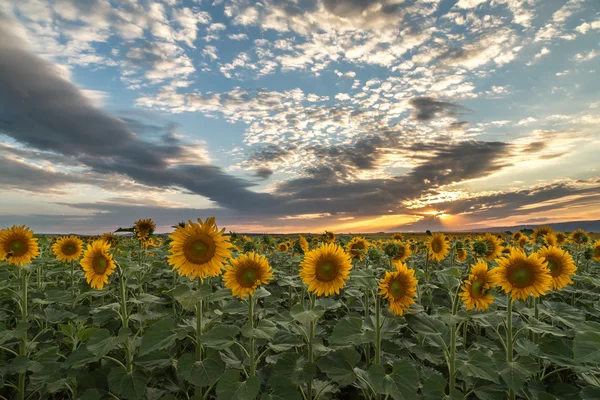 Campo de girassol ao pôr do sol — Fotografia de Stock