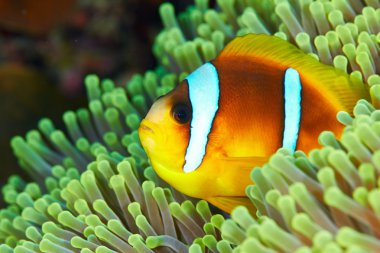 Clownfish underwater fish clipart