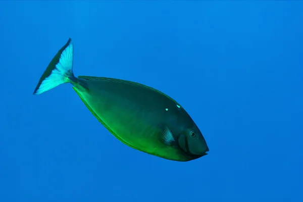 Schlanke Einhorn-Fische unter Wasser — Stockfoto
