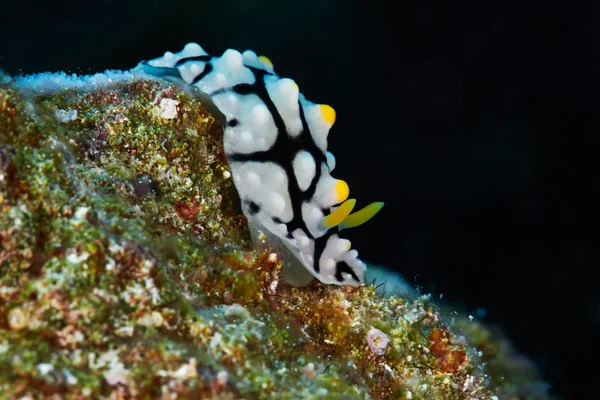 Åderbråck vårta slug — Stockfoto