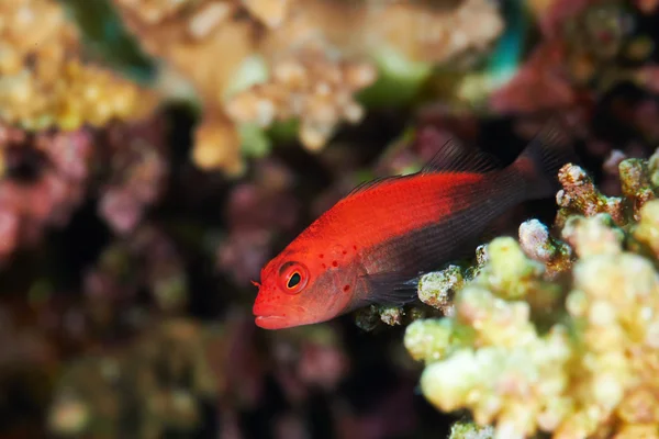 Blackside hawkfish red form — Stock Photo, Image