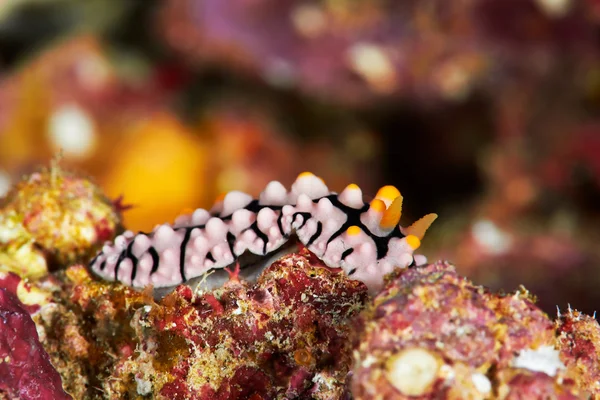 Åderbråck vårta slug — Stockfoto