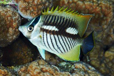 Chevron butterflyfish nightcolour