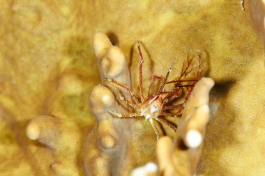 Spider crab underwater clipart
