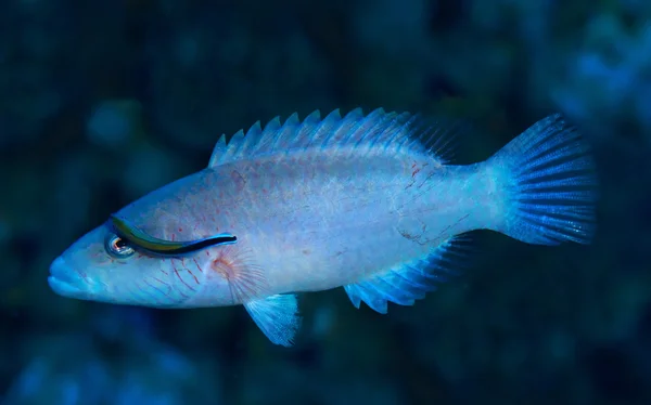 Cheeklined wrasse underwater — 图库照片