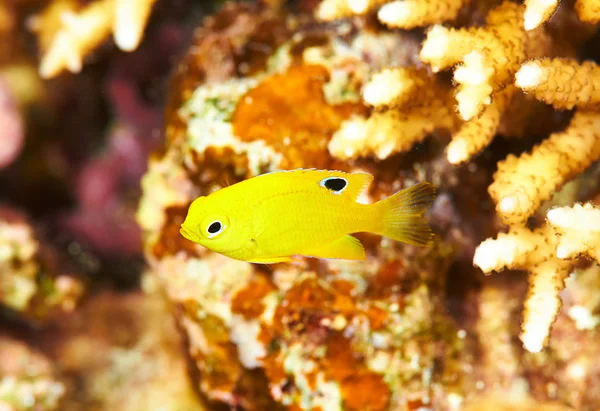 Bannana wrasse underwater — Stok fotoğraf