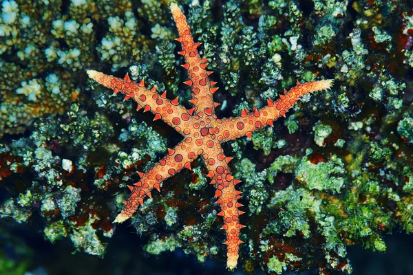 Египетская морская звезда — стоковое фото