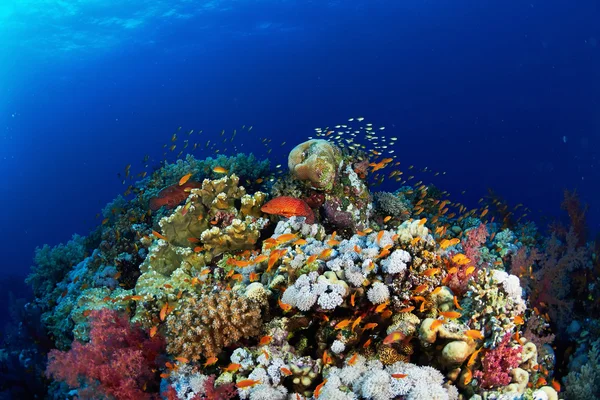 Coral reef underwate — Stok fotoğraf