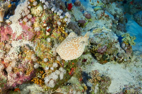 Leopardo torpedo ray — Fotografia de Stock