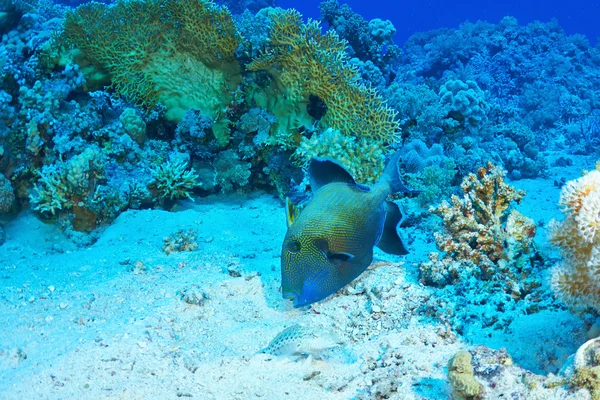 Peixe-gatilho azul subaquático — Fotografia de Stock