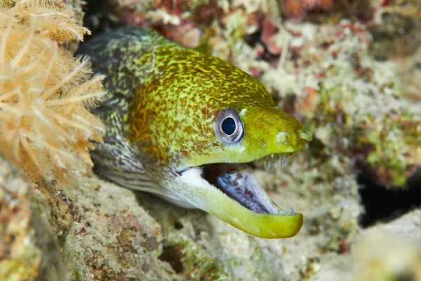 Vattrad moray under vattnet — Stockfoto