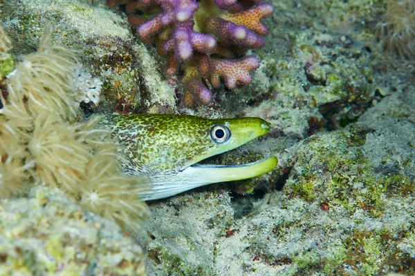 Vattrad moray under vattnet — Stockfoto