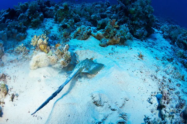 Bluespotted stingray onderwater — Stockfoto