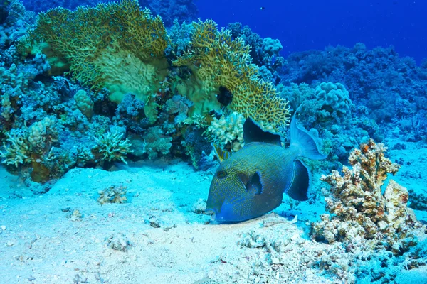 Blue triggerfish underwater — Stock Photo, Image