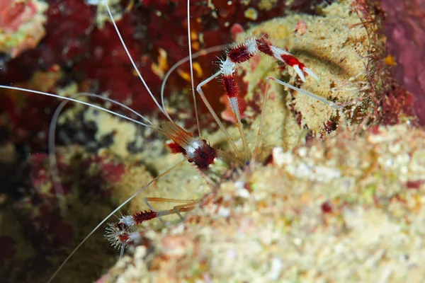 Banded Boxing Shrimp — Stock Photo, Image