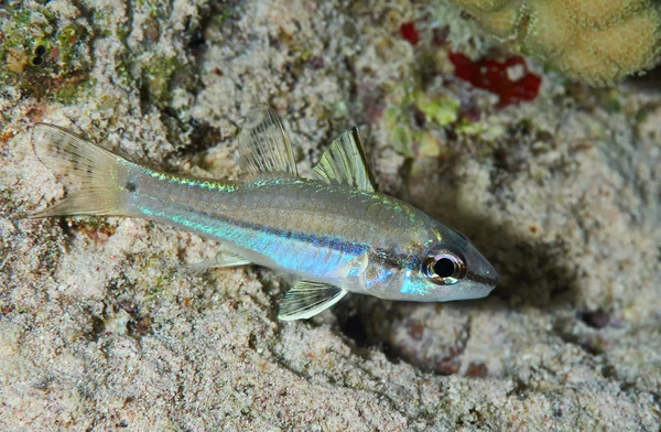 Pesce cardinale a strisce strette sott'acqua — Foto Stock