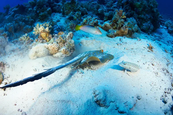 Bluespotted stingray underwater — Stock Photo, Image