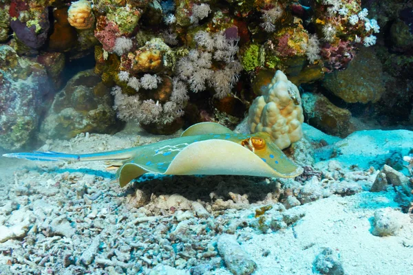 Blauer Stachelrochen unter Wasser — Stockfoto