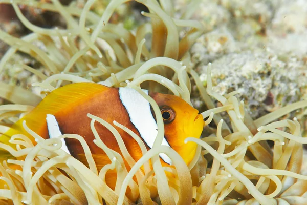 Clownfish pod vodou ryby — Stock fotografie