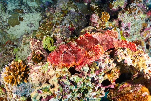 Scorpionfish onderwater vis — Stockfoto