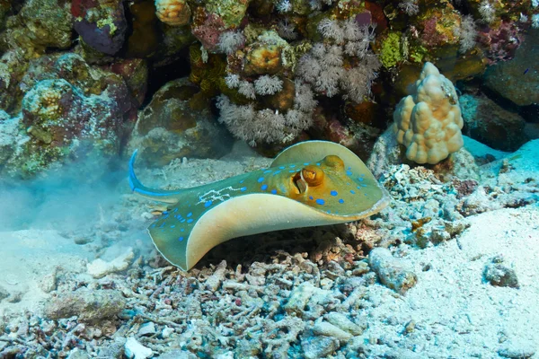 Bluespotted stingray underwater — Stock Photo, Image