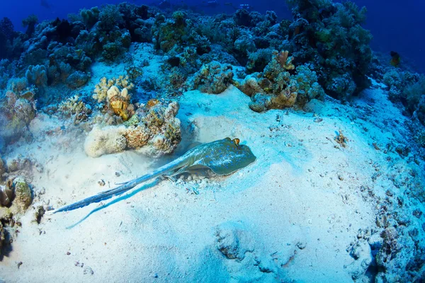 Bluespotted stingray underwater — Stock Photo, Image