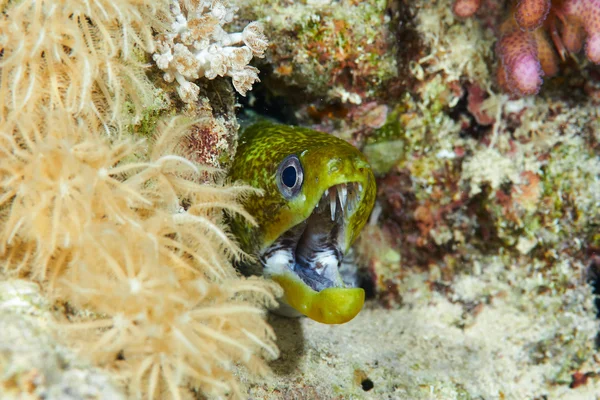 Undulated moray underwater — Stock Photo, Image