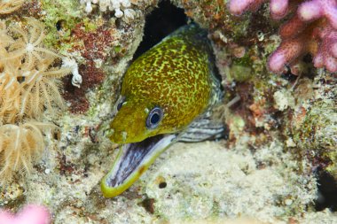 Dalgalı moray sualtı