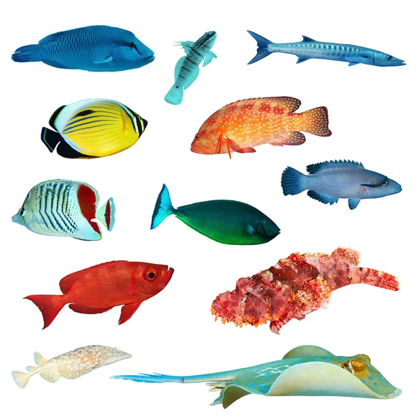 Tropical fish collection — Stock Photo, Image