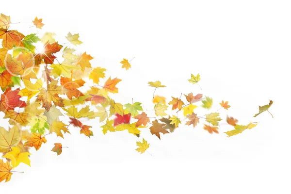Jesień spadających liści — Zdjęcie stockowe