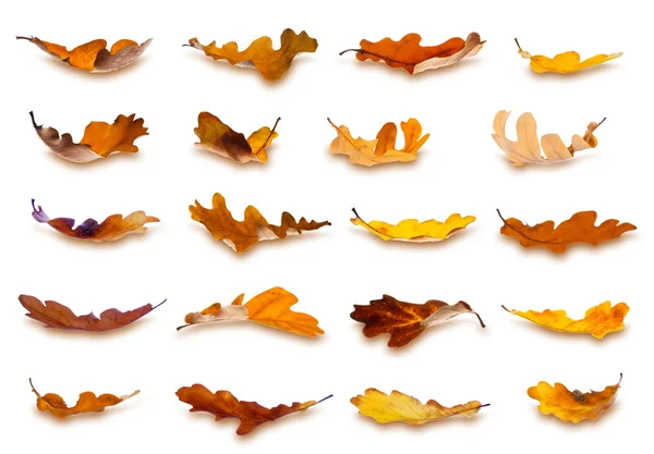 Kolekcja jesiennych liści — Zdjęcie stockowe