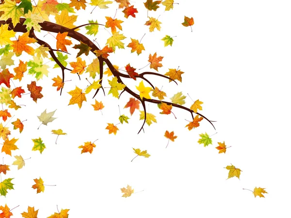 Autumn falling leaves — Stock Photo, Image