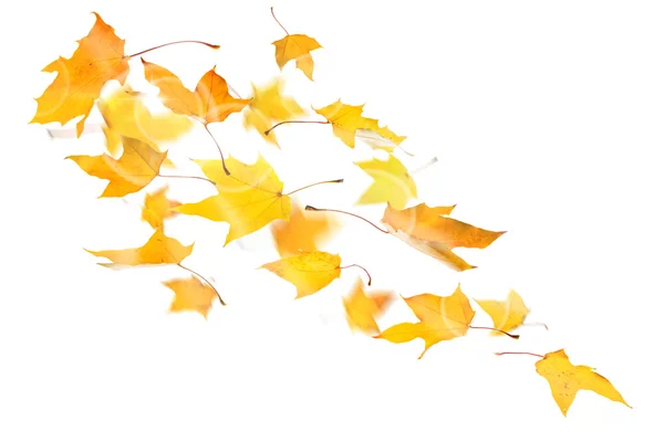 Herfst vallende bladeren — Stockfoto