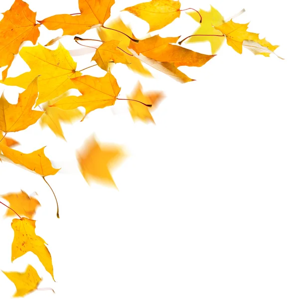 秋天的落叶 — 图库照片