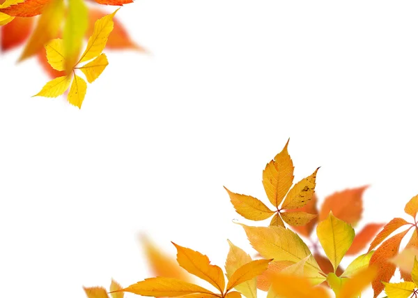 Ветви осенних листьев — стоковое фото