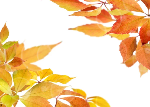 Podzimní listí větve — Stock fotografie
