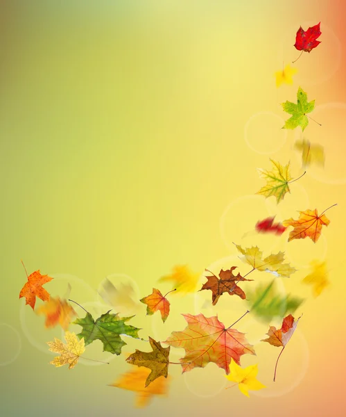 Φθινόπωρο χρωματιστά φύλλα που πέφτουν — Φωτογραφία Αρχείου