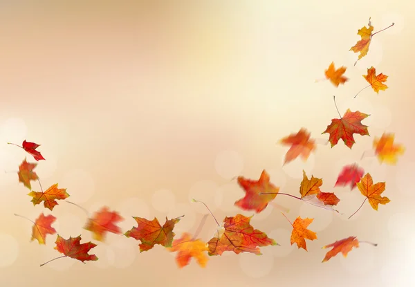Autunno foglie rosse cadere — Foto Stock