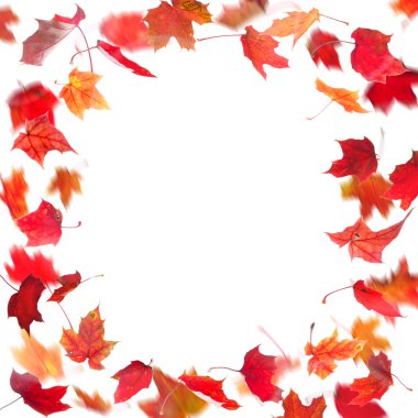 kırmızı akçaağaç yaprakları