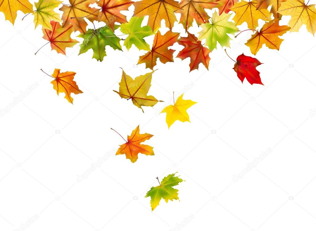 Maple leaves falling