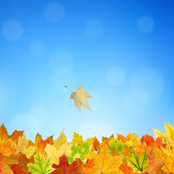 Autumn background — Stock Photo, Image