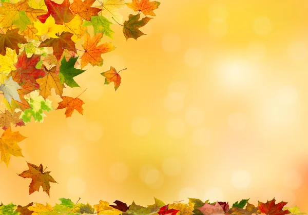 Autumn klonowe listowie, objętych — Zdjęcie stockowe