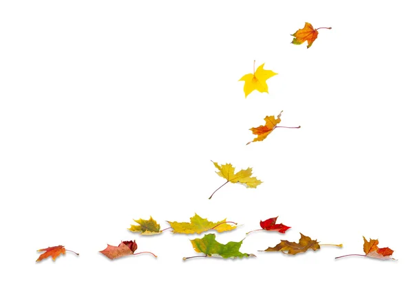 Autumn maple leaves falling — Stock Photo, Image